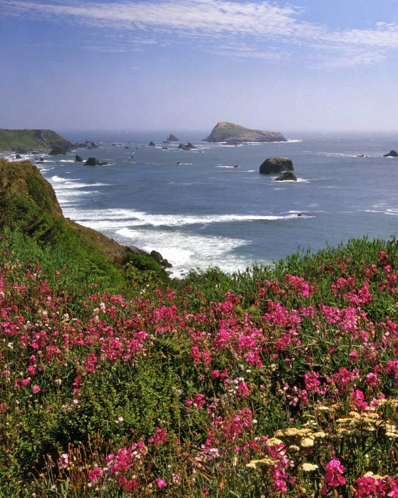 Oregon Seascape of Goat Rock and sweet peas art print by Steve Terrill for $57.95 CAD
