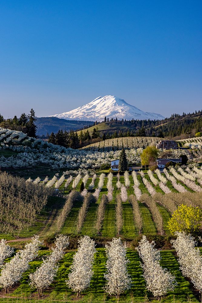 Fruit orchards in full bloom with Mount Adams in Hood River-Oregon-USA art print by Chuck Haney for $57.95 CAD