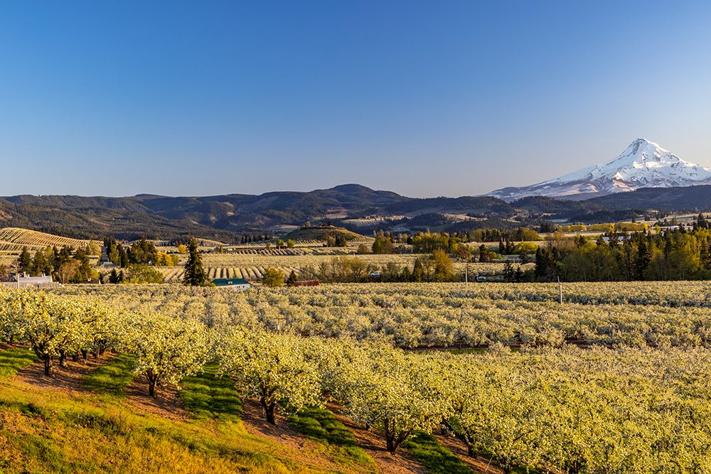 Fruit orchards in full bloom with Mount Hood in Hood River-Oregon-USA art print by Chuck Haney for $57.95 CAD