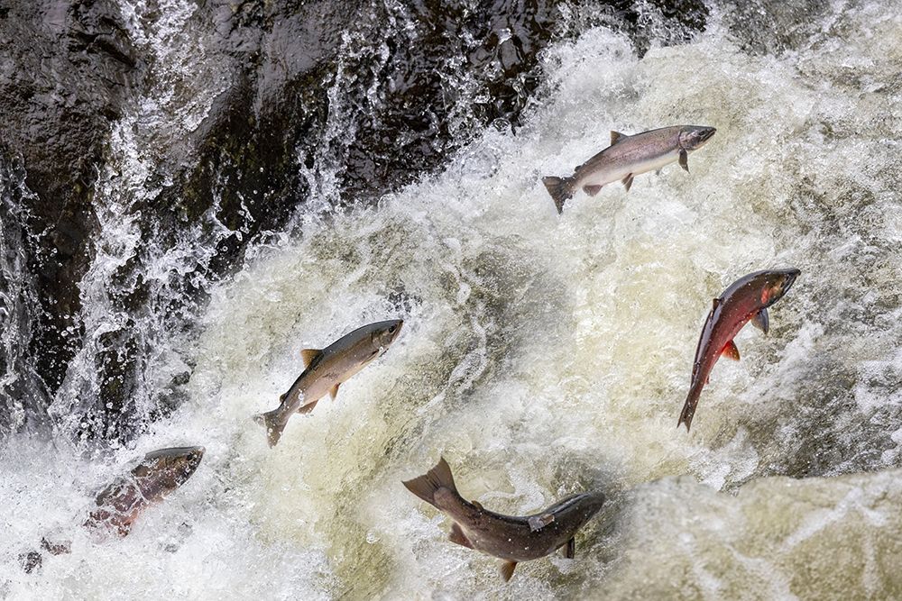 Spawning Coho salmon swimming upstream on the Nehalem River in the Tillamook State Forest-Oregon-USA art print by Chuck Haney for $57.95 CAD