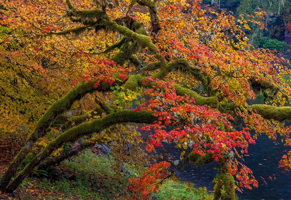 Colorful autumn maples along Humbug Creek in Clatsop County-Oregon-USA art print by Chuck Haney for $57.95 CAD