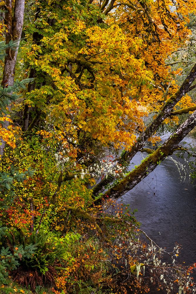 Colorful autumn maples along Humbug Creek in Clatsop County-Oregon-USA art print by Chuck Haney for $57.95 CAD