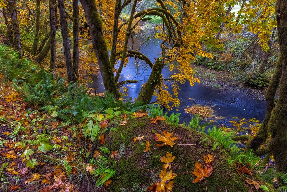 Colorful autumn maples along Humbug Creek in Clatsop County-Oregon-USA art print by Chuck Haney for $57.95 CAD