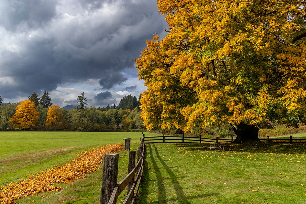 Maple tree and fence at Jewell Meadows Wildlife Area near Jewell-Oregon-USA art print by Chuck Haney for $57.95 CAD
