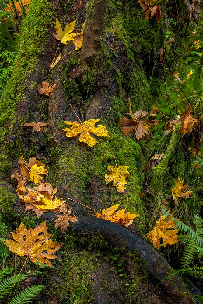 Bigtooth Maple leaves in autumn along Munson Creek near Tillamook-Oregon-USA art print by Chuck Haney for $57.95 CAD