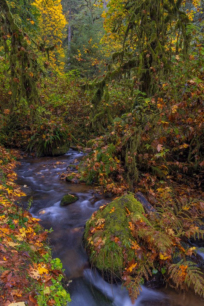 Munson Creek Falls State Natural Site in autumn near Tillamook-Oregon-USA art print by Chuck Haney for $57.95 CAD