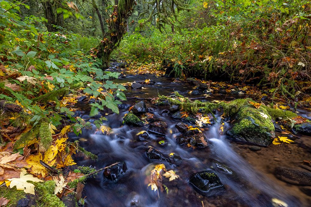 Munson Creek Falls State Natural Site in autumn near Tillamook-Oregon-USA art print by Chuck Haney for $57.95 CAD