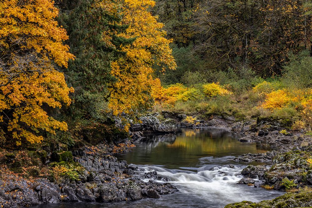 Fall color along the Nehalem River in the Tillamook State Forest-Oregon-USA art print by Chuck Haney for $57.95 CAD