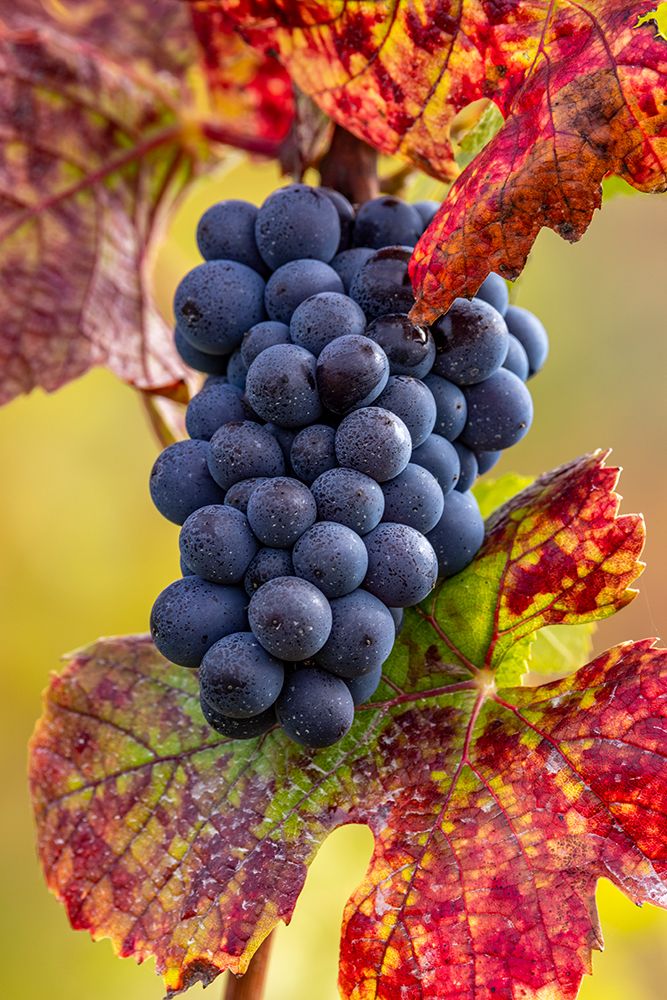 Mature pinot noir grapes on the vine at Yamhill Valley Vineyards near McMinnville-Oregon-USA art print by Chuck Haney for $57.95 CAD
