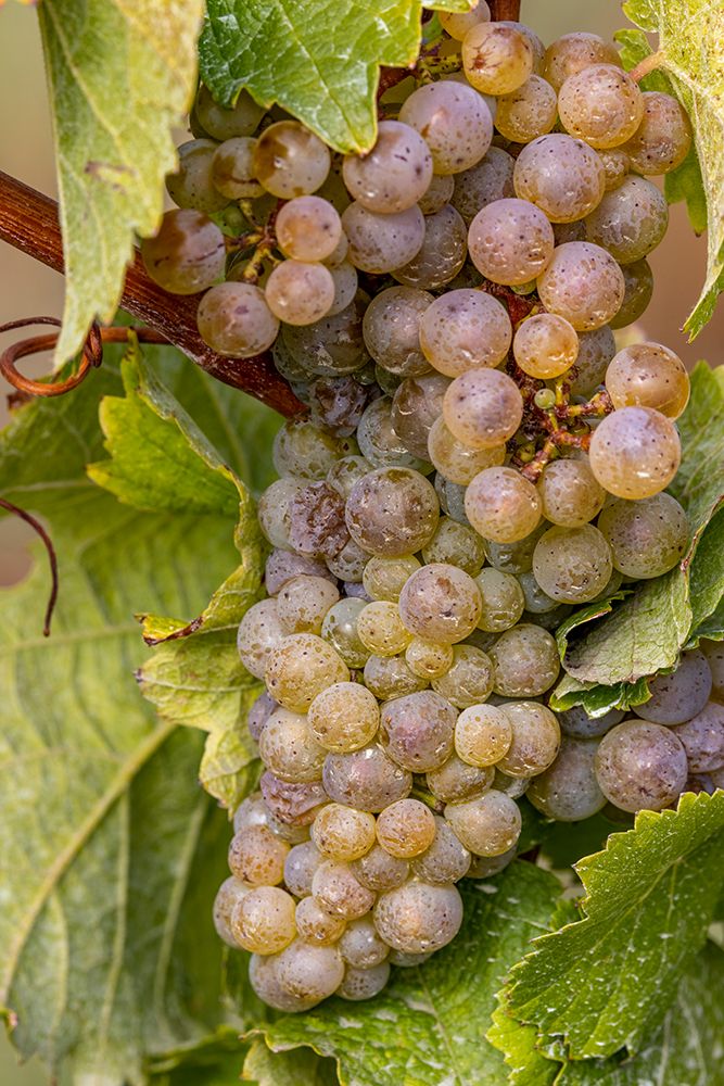 Mature Riesling grapes on the vine at Yamhill Valley Vineyards near McMinnville-Oregon-USA art print by Chuck Haney for $57.95 CAD