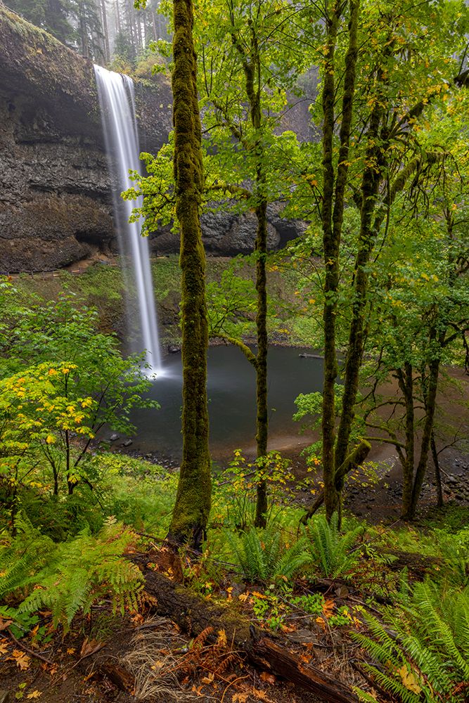South Falls at Silver Falls State Park near Sublimity-Oregon-USA art print by Chuck Haney for $57.95 CAD