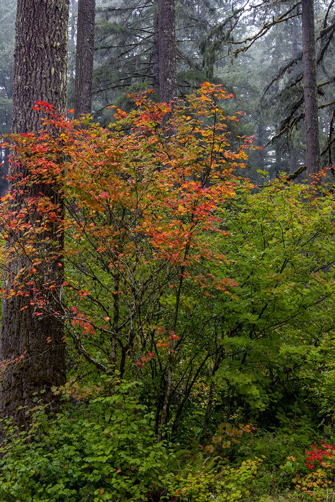 Vine Maple in autumn hues at Silver Falls State Park near Sublimity-Oregon-USA art print by Chuck Haney for $57.95 CAD