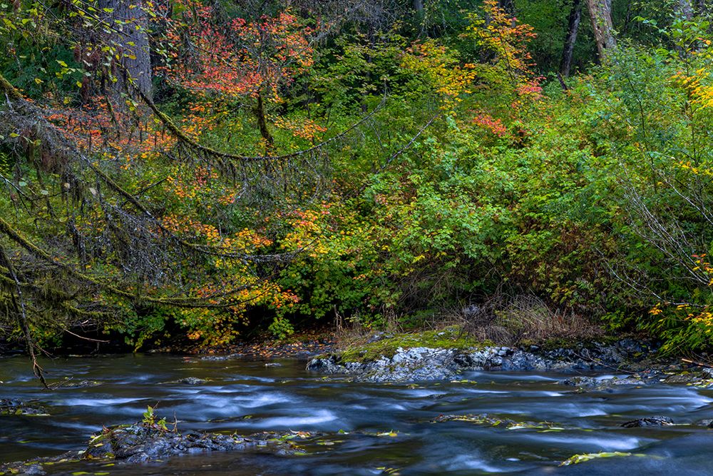 Vine maple in autumn over the North Fork of Silver Creek at Silver Falls State Park near Sublimity art print by Chuck Haney for $57.95 CAD