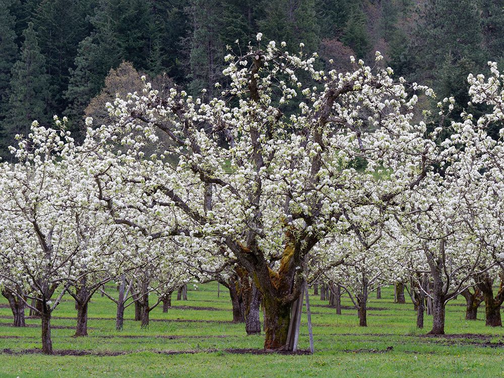 Orchard of fruit trees in full blossom in the spring art print by Julie Eggers for $57.95 CAD
