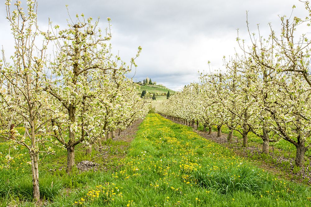 Hood River-Oregon-USA Apple orchard in blossom in the Fruit Loop area art print by Janet Horton for $57.95 CAD