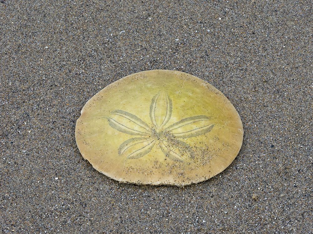 Oregon-Ecola State Park-Indian Beach Sand dollar art print by Jamie and Judy Wild for $57.95 CAD
