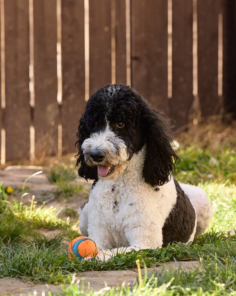 Poodle playing ball in backyard art print by Rick Brown for $57.95 CAD