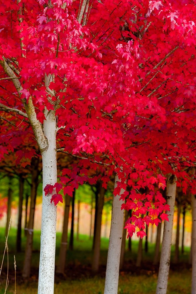 Oregon-Forest Grove A grove of trees in full autumn red art print by Richard Duval for $57.95 CAD