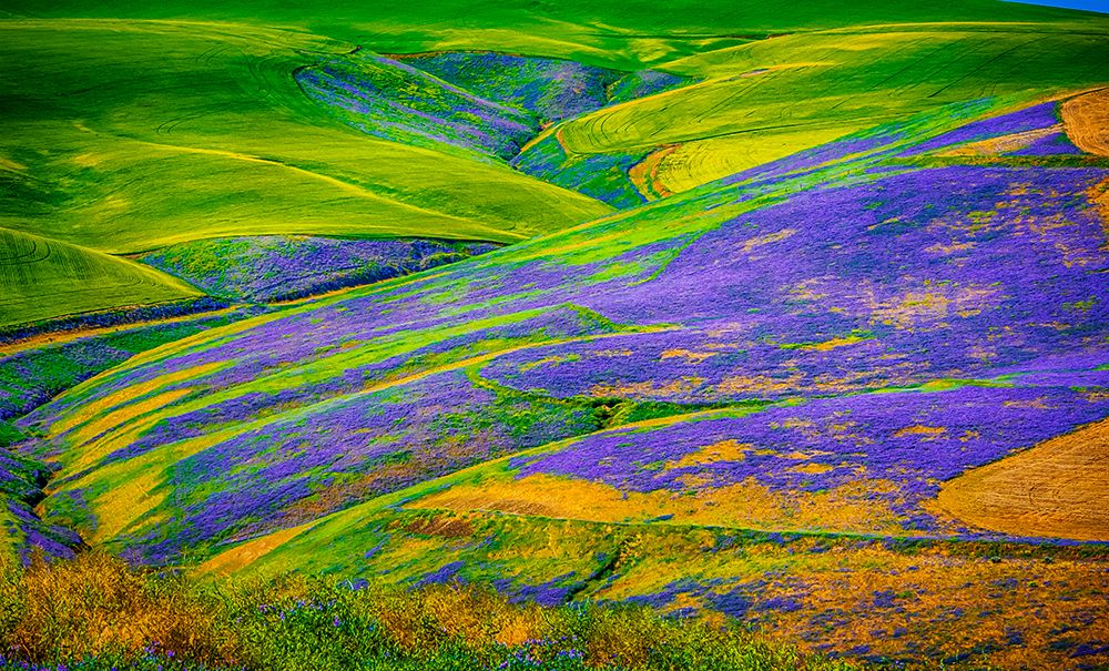 USA-Oregon-Milton-Freewater Fields of vetch art print by Richard Duval for $57.95 CAD