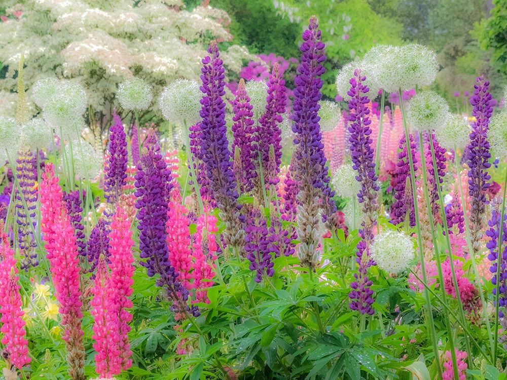 Oregon-Salem-Garden planted with Russel Lupine and Allum art print by Sylvia Gulin for $57.95 CAD