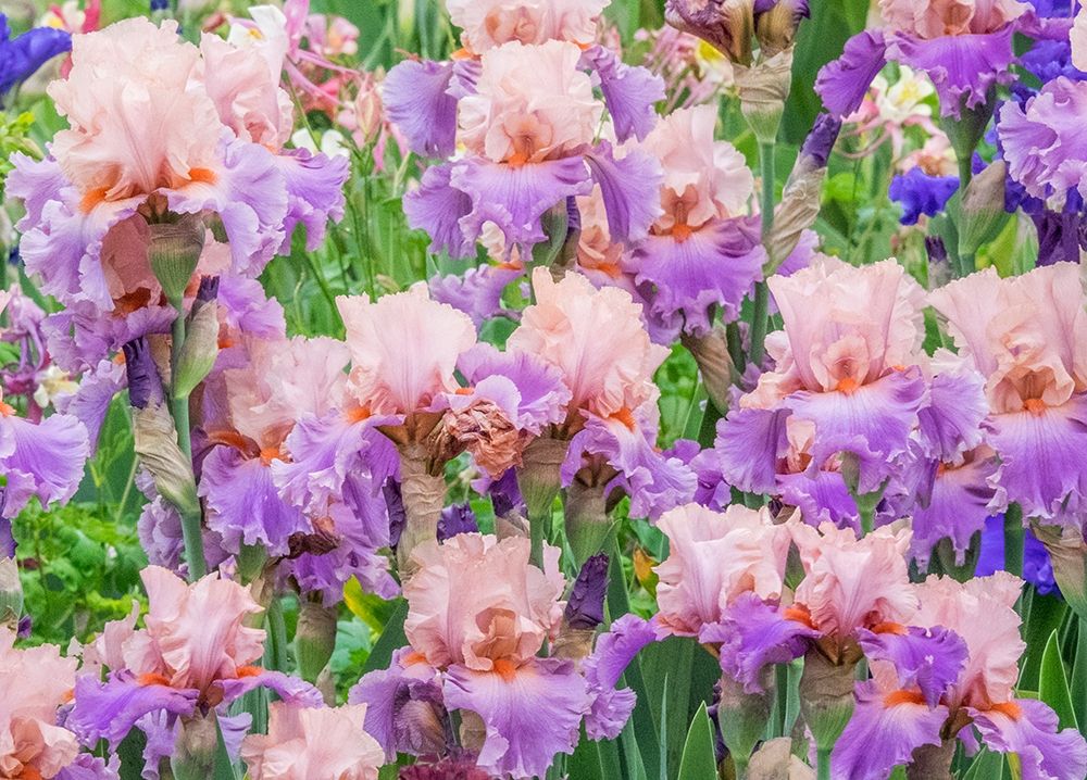 Oregon-Salem-Bearded Iris springtime bloom art print by Sylvia Gulin for $57.95 CAD