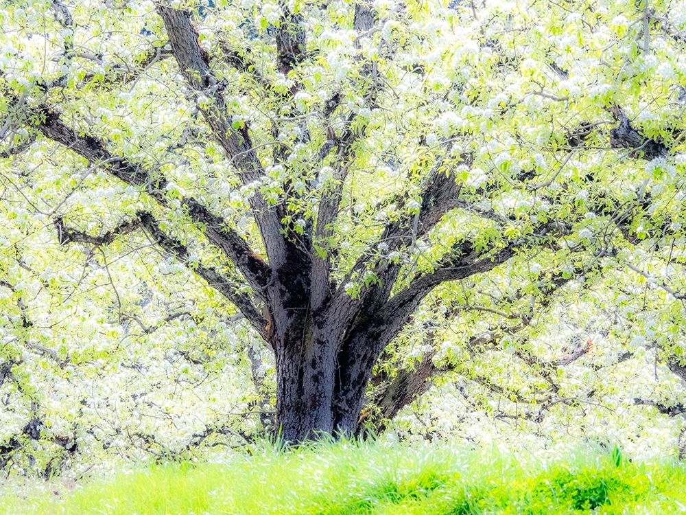 Oregon-Hood River-spring blooming apple tree orchard art print by Sylvia Gulin for $57.95 CAD