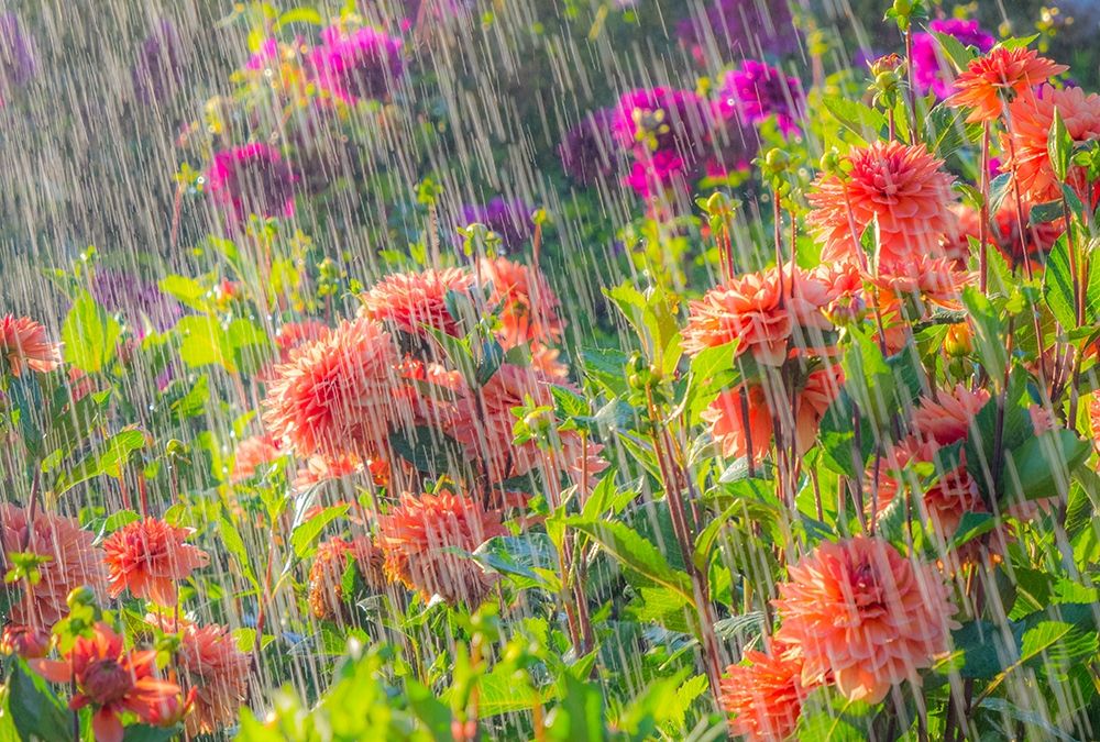 Oregon-Canby-Swam Island Dahlias-water coming down on flowers art print by Sylvia Gulin for $57.95 CAD