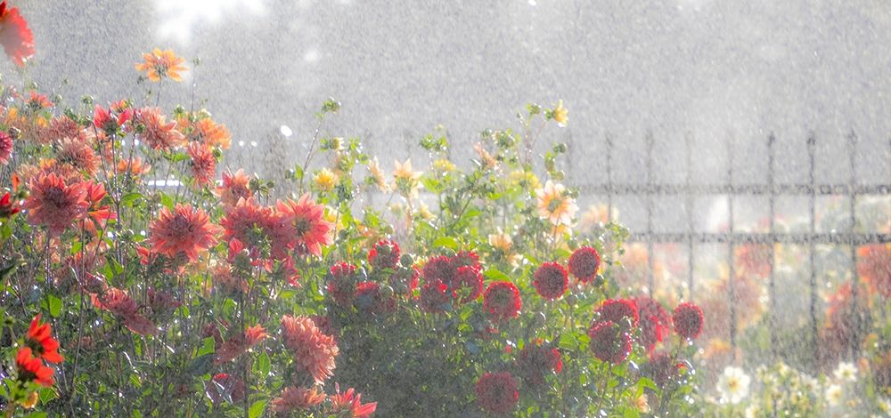 Oregon-Canby-Swam Island Dahlias-water coming down on flowers art print by Sylvia Gulin for $57.95 CAD