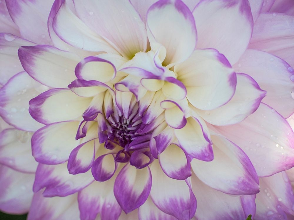 Oregon-Canby-Swam Island Dahlias-Dahlia flower close-ups art print by Sylvia Gulin for $57.95 CAD