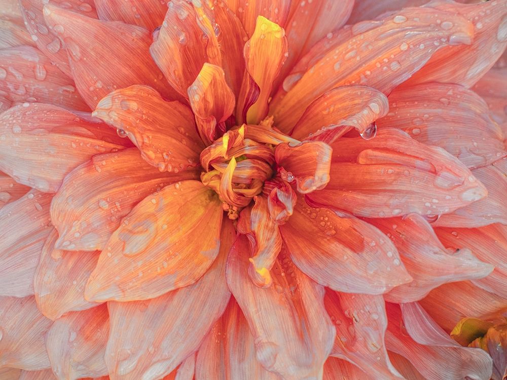 Oregon-Canby-Swam Island Dahlias-Dahlia flower close-ups art print by Sylvia Gulin for $57.95 CAD