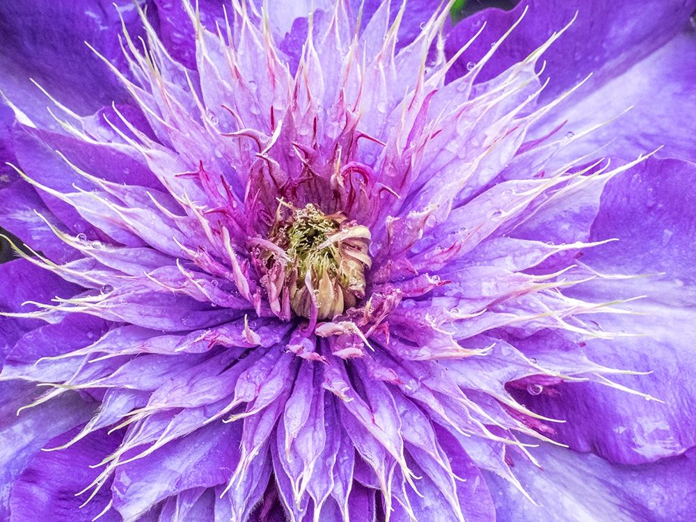Oregon-Salem close-up of purple blooming Clematis flower art print by Sylvia Gulin for $57.95 CAD