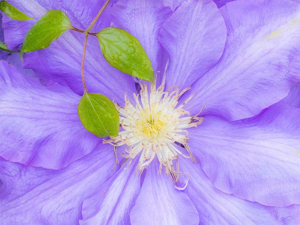 Oregon-Salem close-up of purple blooming Clematis flower art print by Sylvia Gulin for $57.95 CAD