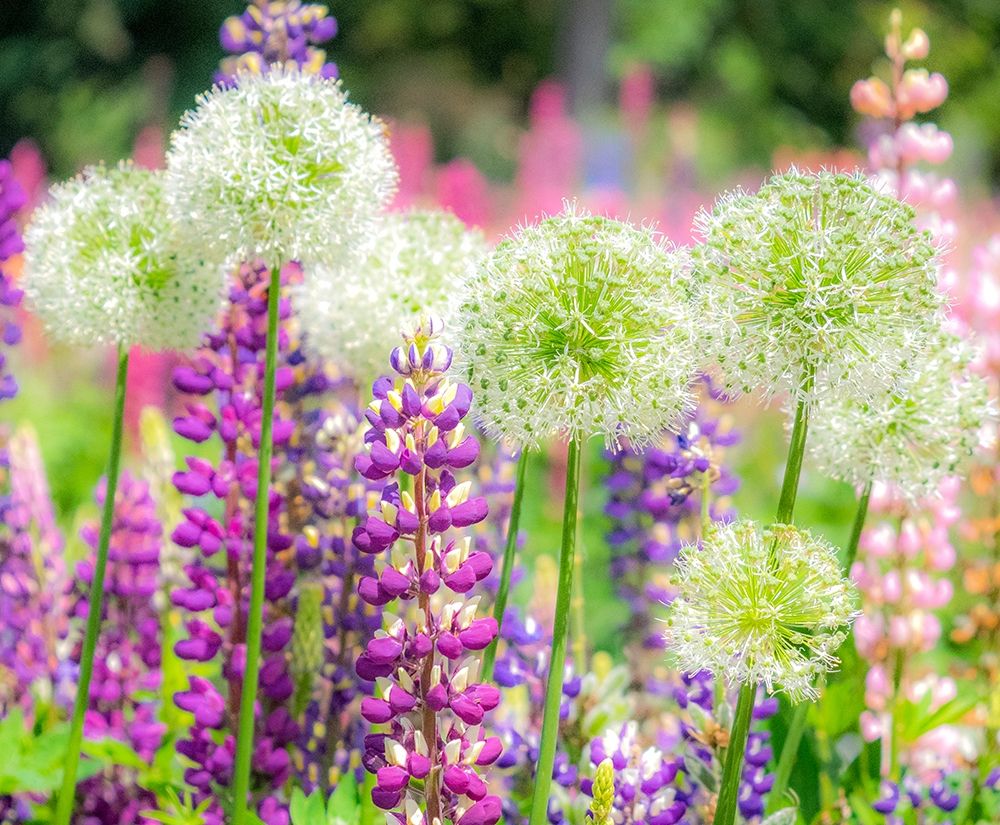 Oregon-Salem-colorful garden with Russell Lupine and Allium in full bloom art print by Sylvia Gulin for $57.95 CAD