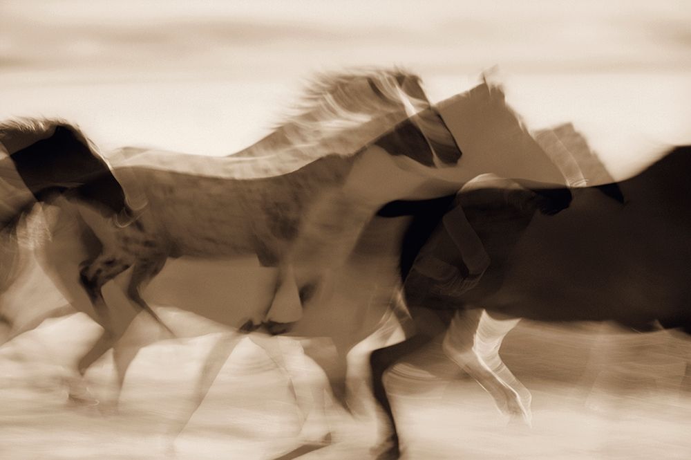 Sepia abstract of wild mustangs (Equus caballus) running Oregon-USA art print by Stuart Westmorland for $57.95 CAD