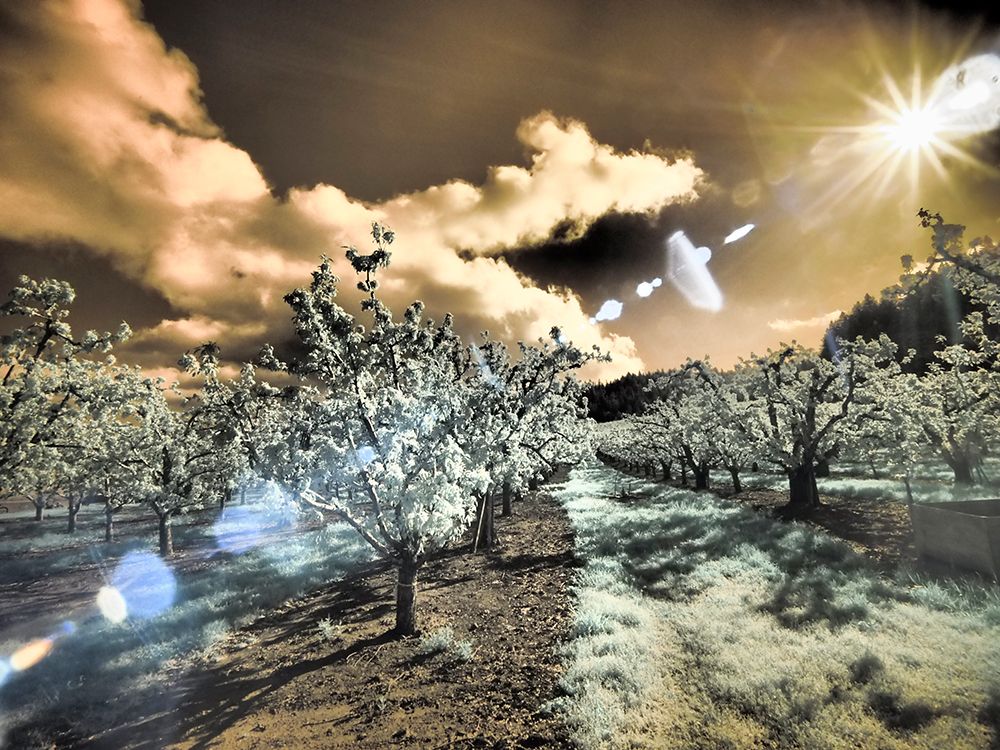 USA-Oregon-Columbia Gorge Infrared of light reflecting in spring apple orchard art print by Terry Eggers for $57.95 CAD
