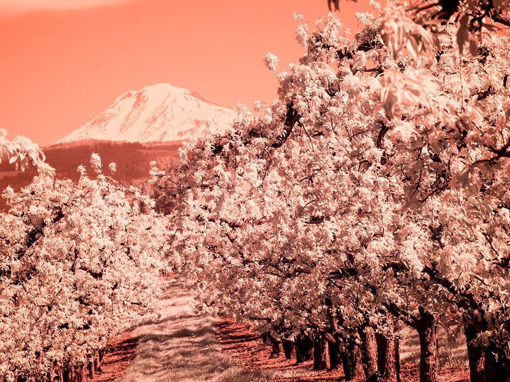 USA-Oregon-Columbia Gorge Infrared of Spring orchards and Mount Rainier art print by Terry Eggers for $57.95 CAD
