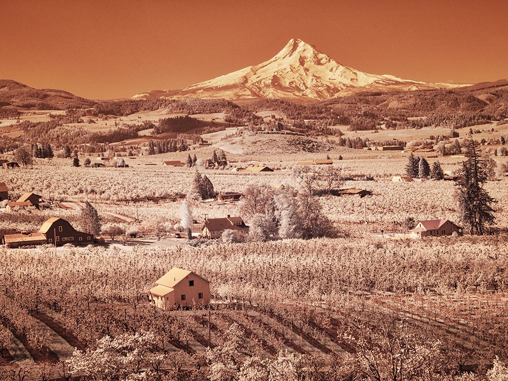 USA-Oregon-Columbia Gorge Infrared of spring orchards in bloom and Mount Hood art print by Terry Eggers for $57.95 CAD