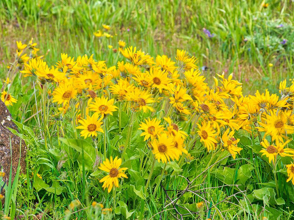 USA, Oregon. Columbia George, arrowleaf balsamroot in Spring bloom, art print by Terry Eggers for $57.95 CAD