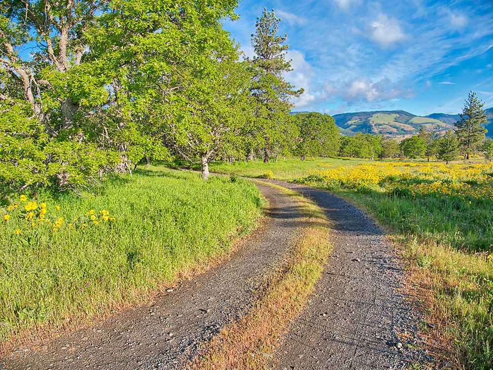USA, Oregon. Columbia George, country backroad through wildflowers art print by Terry Eggers for $57.95 CAD
