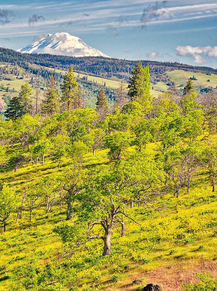 USA, Oregon. Columbia George, flowering yellow balsamroot amongst oak trees and Mt. Rainier art print by Terry Eggers for $57.95 CAD