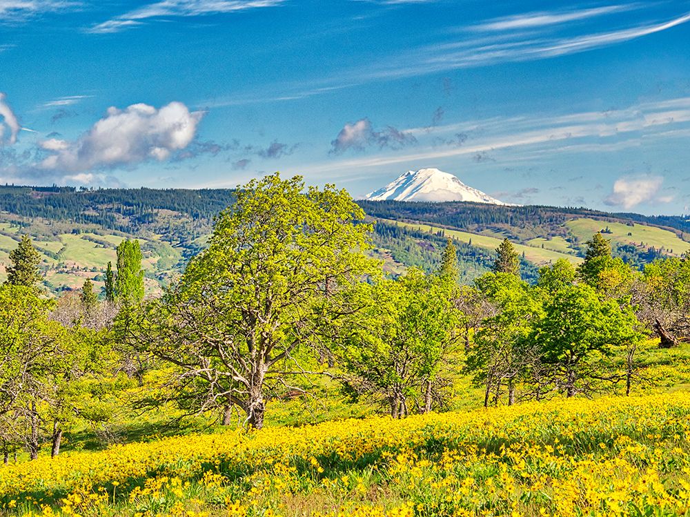 USA, Oregon. Columbia George, flowering yellow balsamroot amongst oak trees and Mt. Rainier art print by Terry Eggers for $57.95 CAD