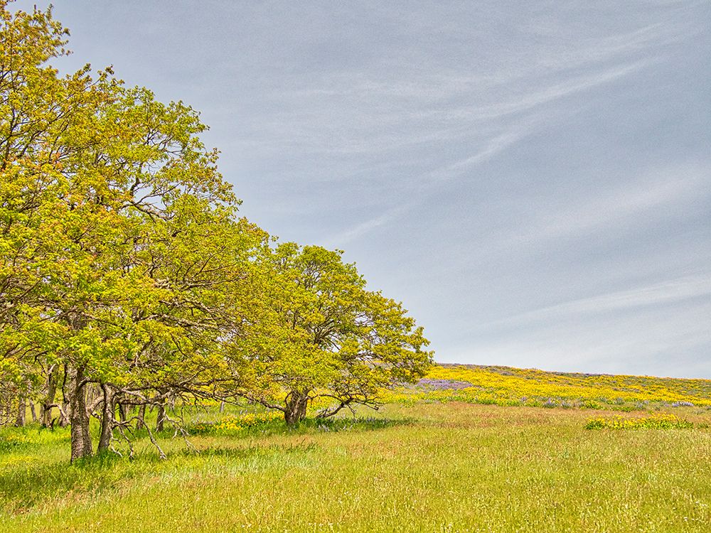 USA, Oregon. Columbia George, springtime and flowering yellow balsamroot amongst oak trees art print by Terry Eggers for $57.95 CAD