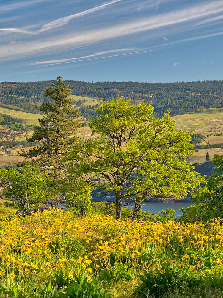 USA, Oregon. Columbia George, springtime and flowering yellow balsamroot amongst oak trees art print by Terry Eggers for $57.95 CAD