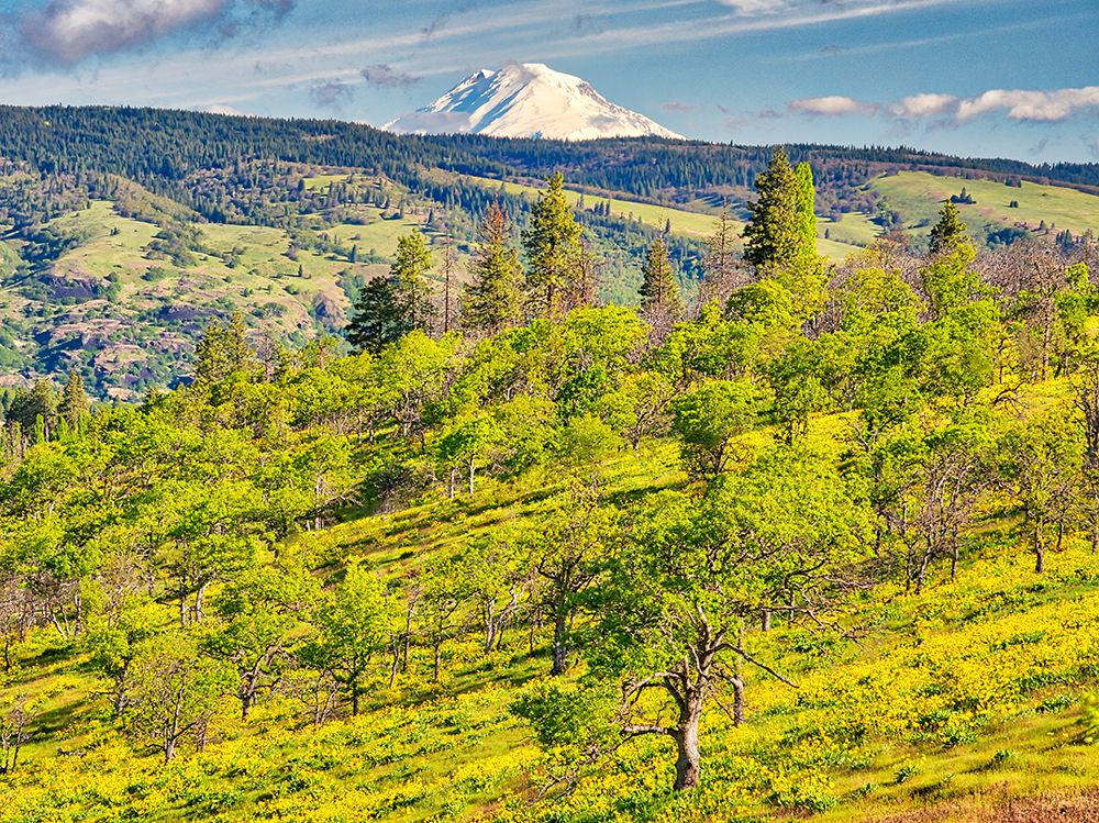 USA, Oregon. Columbia George, flowering yellow balsamroot amongst oak trees and Mt. Rainier art print by Terry Eggers for $57.95 CAD