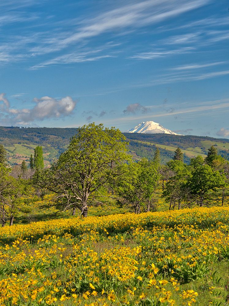 USA, Oregon. Columbia George, flowering yellow balsamroot amongst oak trees and Mt. Rainier art print by Terry Eggers for $57.95 CAD