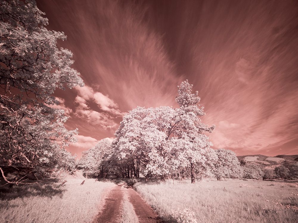 USA, Oregon. Columbia George, infrared of country road through wildflowers and trees art print by Terry Eggers for $57.95 CAD