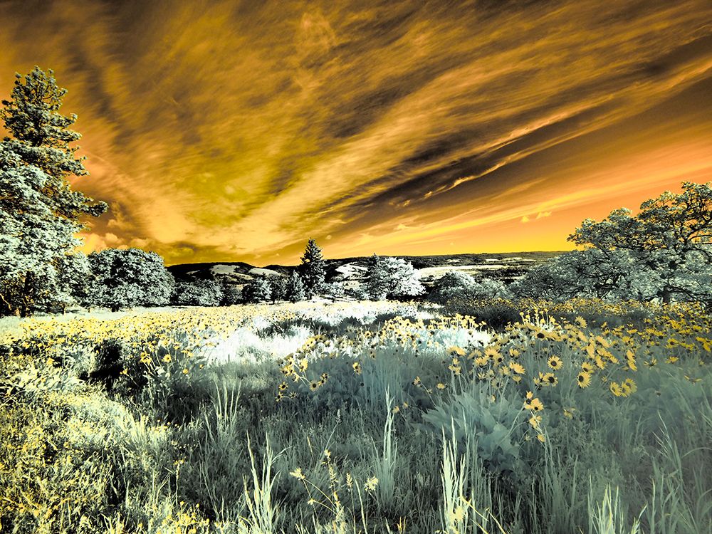 USA, Oregon. Columbia George, infrared of wildflowers and tree art print by Terry Eggers for $57.95 CAD