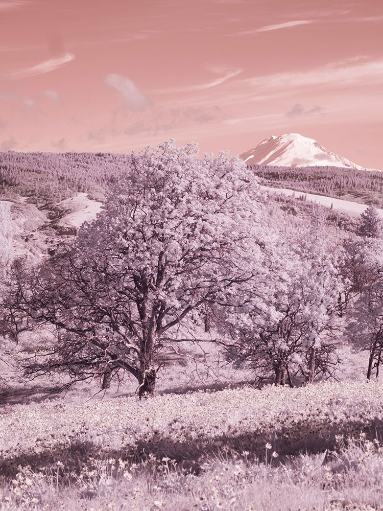 USA, Oregon. Columbia George, infrared of oak tree, wildflowers and Mt, Rainier art print by Terry Eggers for $57.95 CAD