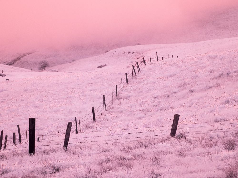 USA, Oregon. Columbia George, infrared of fence line leading through the wildflowers art print by Terry Eggers for $57.95 CAD