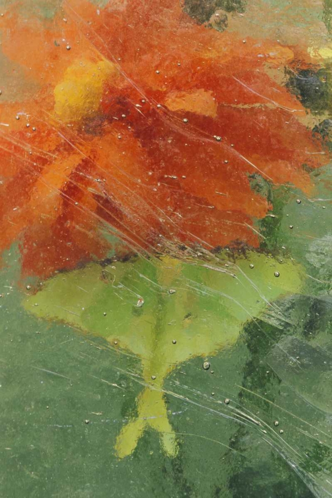 PA, Luna moth on orange dahlia behind glass art print by Nancy Rotenberg for $57.95 CAD